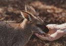 60 Hours On Burning Kangaroo Island