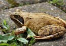 Translucent frogs seen for first time in 18 years